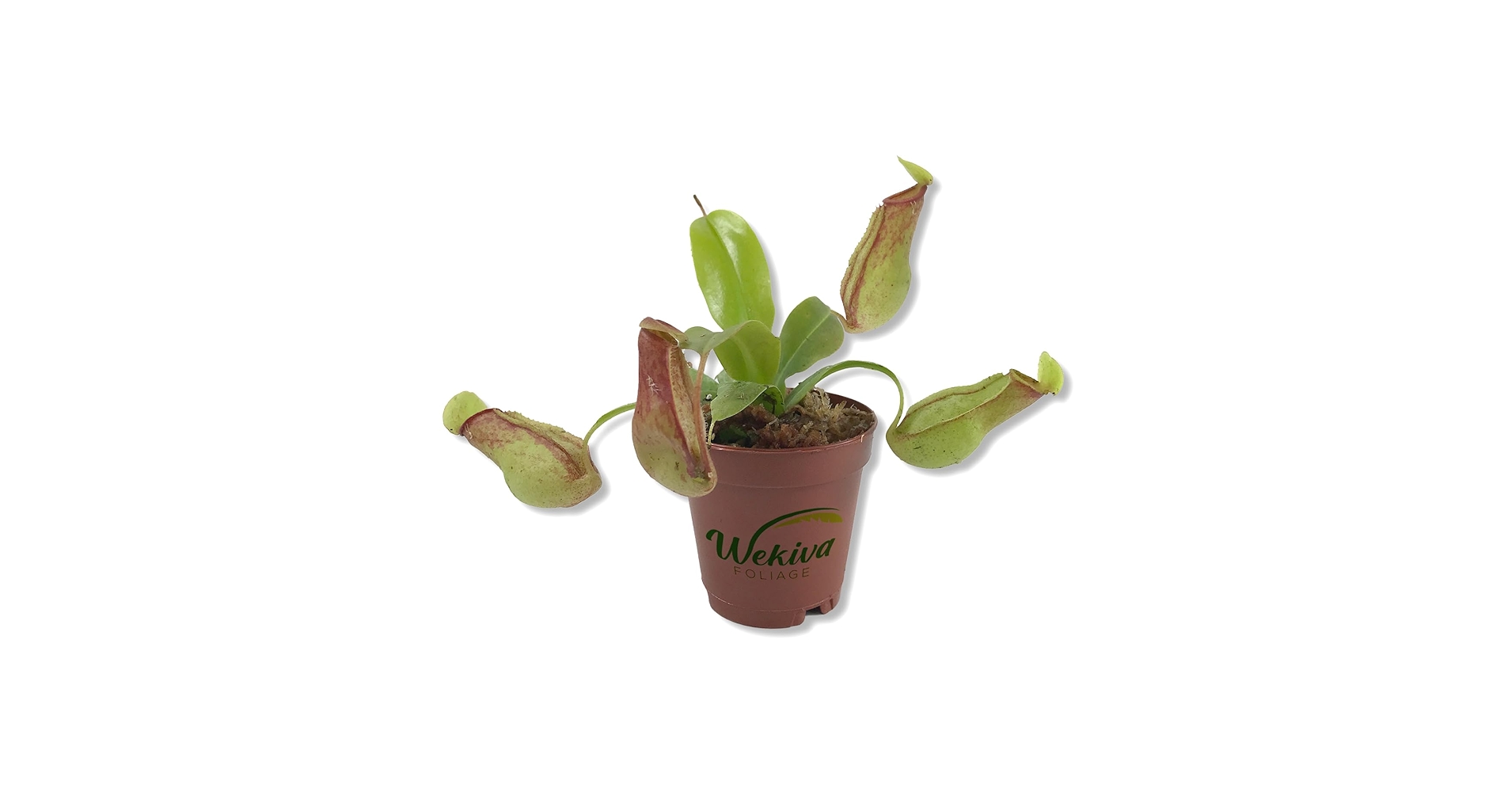 多肉植物棚　GAI-W70G アン☆様 多肉植物棚 TD-YG70G - メルカリ